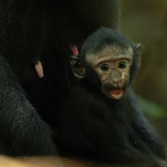 Crested macaque (Macaca nigra) This shot made in Tangkoko National Park in Sulawesi, Indonesia,