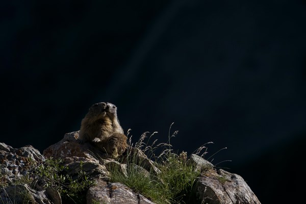 Marmot (Marmota marmota) warming themselves in the sun. Val Maira Italy