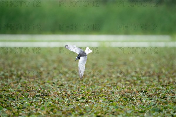 Mignattino ali bianche, Chlidonias leucopterus. Danube Delta