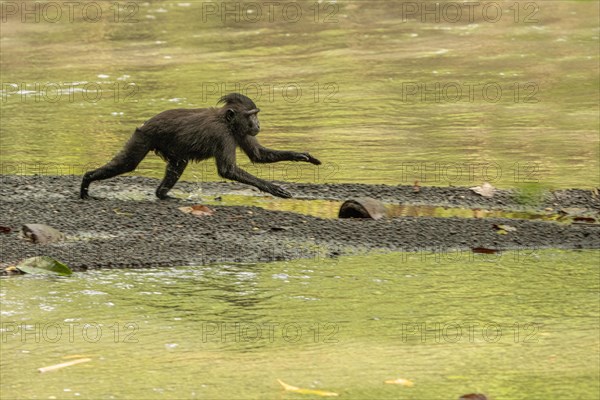 Crested macaque (Macaca nigra) This shot made in Tangkoko National Park in Sulawesi,