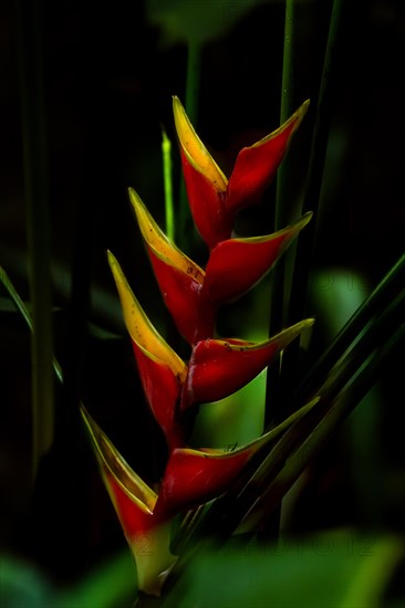 Close-up, Heliconia bihai is a plant species in the family Heliconiaceae. Costarica