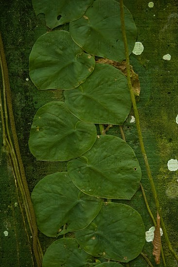Close-up, typical parasitic plant that climbs tree trunks, Costarica