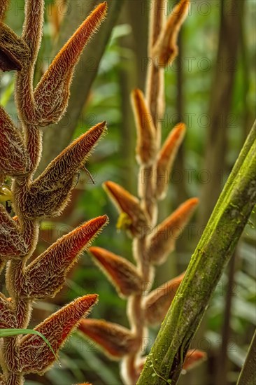 Close-up (Heliconia vellerigera) is a plant species in the family Heliconiaceae. Costarica