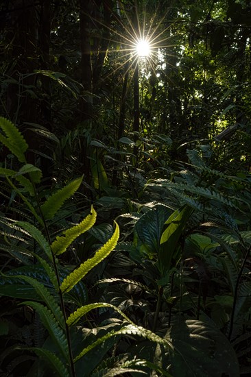 Sunburn in the jungle, fern Costarica