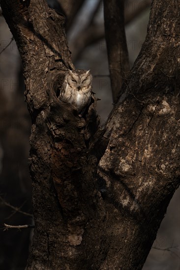 Scops owl (Otus bakkamoena) photographed in the jungle of Ranthambore National Park famous for