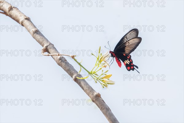 Papilio memnon, the great Mormon, is a large butterfly native to southern Asia that belongs to the