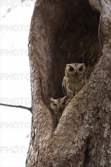 Scops owl (Otus bakkamoena) photographed in the jungle of Ranthambore National Park famous for