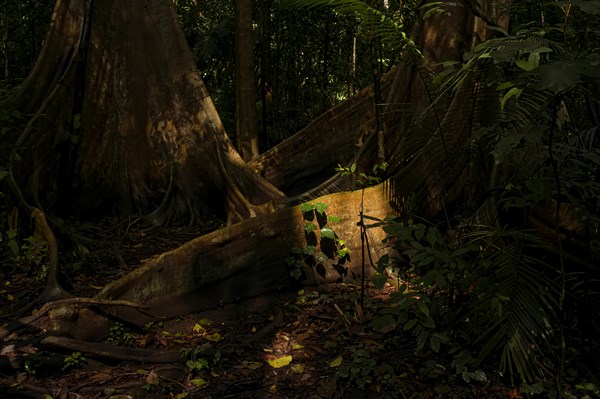Rain forest, trees, Tangkoko National Park Sulawesi Indonesia