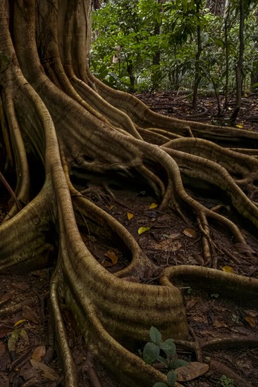 Rain forest, trees Tangkoko National Park Sulawesi Indonesia