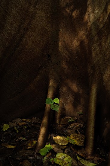 Rain forest, trees, Tangkoko National Park Sulawesi Indonesia