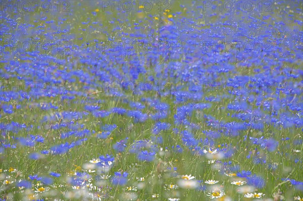 Cornflowers blooming (Centaurea cyanus) Castelluccio di Norcia Italy