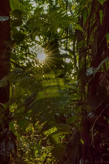 Rain forest, sunburn, Costarica