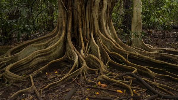 Rain forest, trees, Tangkoko National Park Sulawesi Indonesia