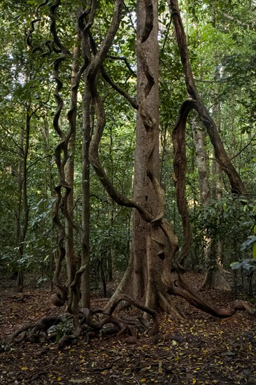 Aerial roots of a large tree. National Park Sulawesi indonesia