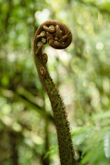 Fern in the jungle. Tangkoko National Park Sulawesi indonesia
