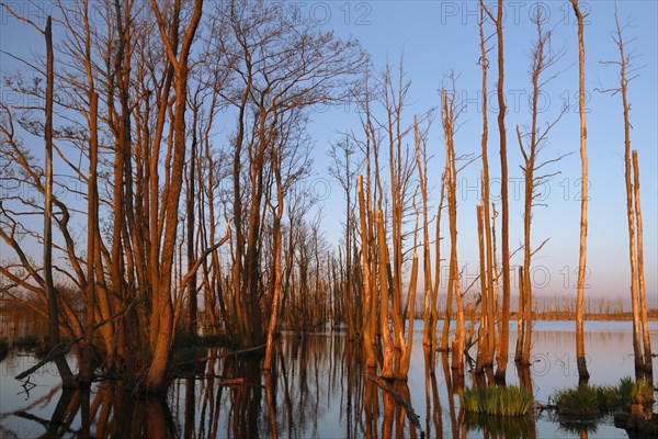 Wetland biotope in the Peene valley, waterlogged meadows, rare habitat for endangered plants and