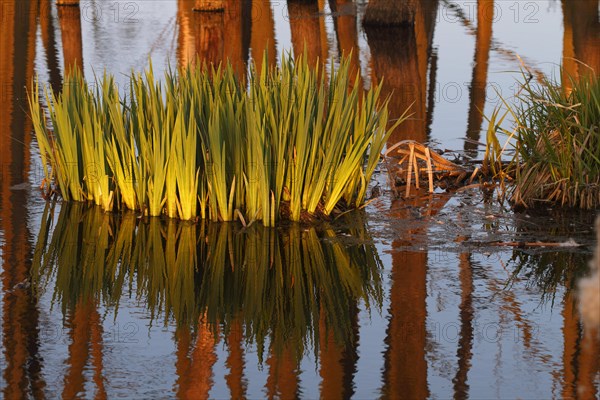 Wetland biotope in the Peene valley, waterlogged meadows, rare habitat for endangered plants and