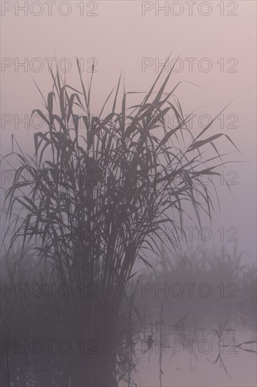 Foggy mood in the morning at the river Peene, reeds against the light at sunrise, Naturpark