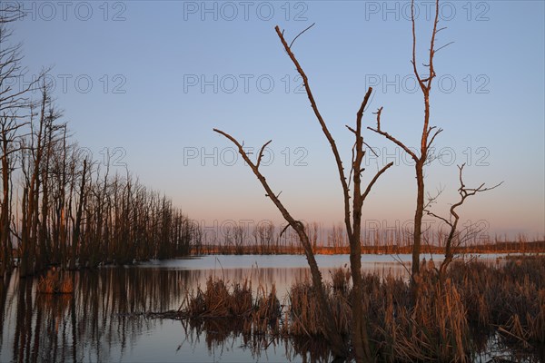 Wetland biotope in the Peene valley, waterlogged meadows, rare habitat for endangered plants and