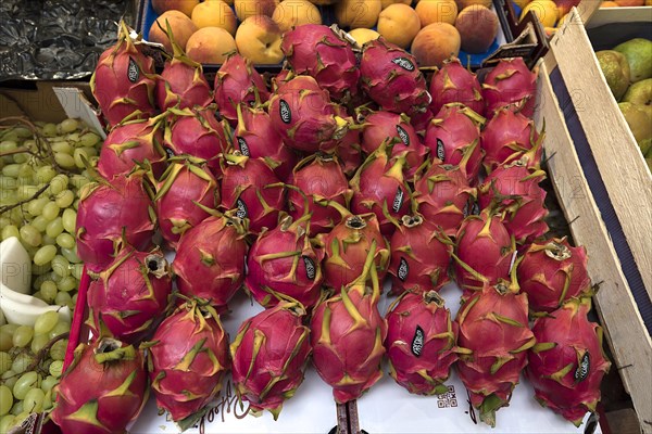 Dragon fruit (Selenicereus undatus) at a fruit stand, Genoa, Italy, Europe
