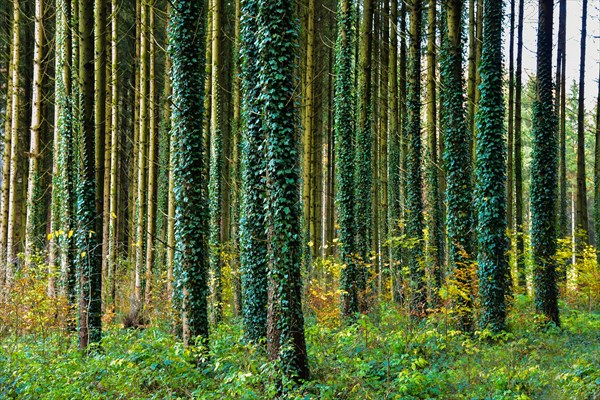 Autumnal high forest, tree trunks entwined with ivy, in the Western Forests nature park Park near