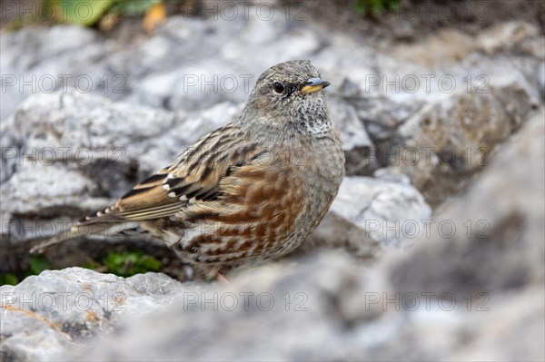 Alpine accentor
