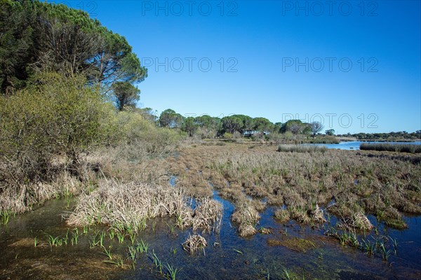 Coto Donana at El Roccio