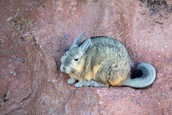 Viscacha