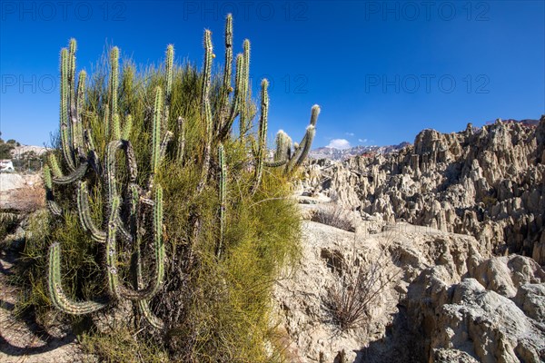 Valle de la Luna, La Paz Bolivia Corryocactus melanotrichus