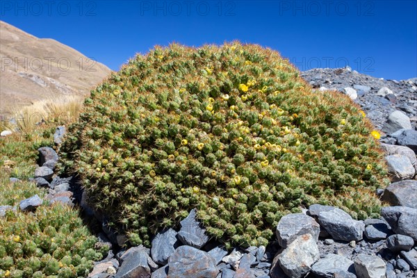 Cumulopuntia boliviana