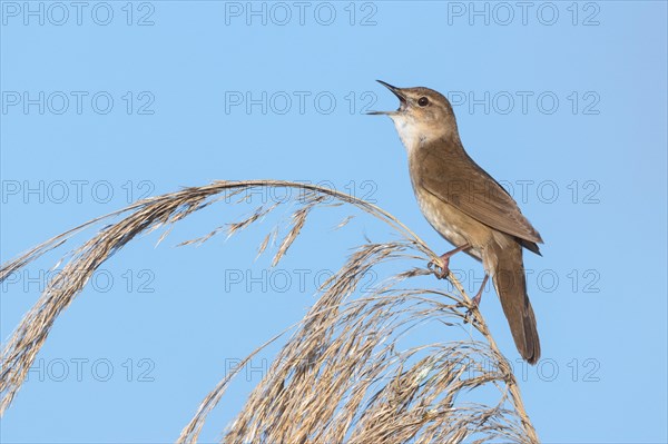 Reed warbler Reed warbler