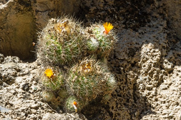 Weingartia neocumingii