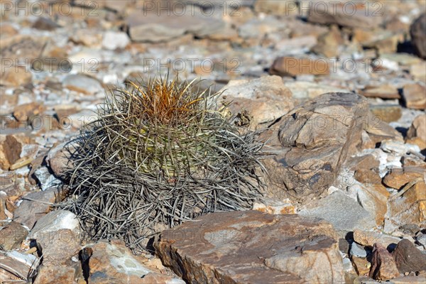 Parodia maasii