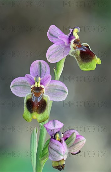 Ophrys tenthredinifera