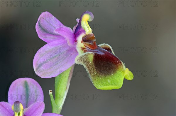 Ophrys tenthredinifera