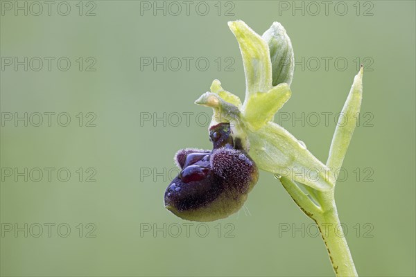 Spider orchid