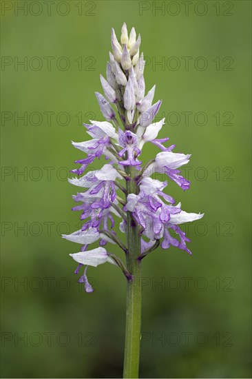 Military orchid