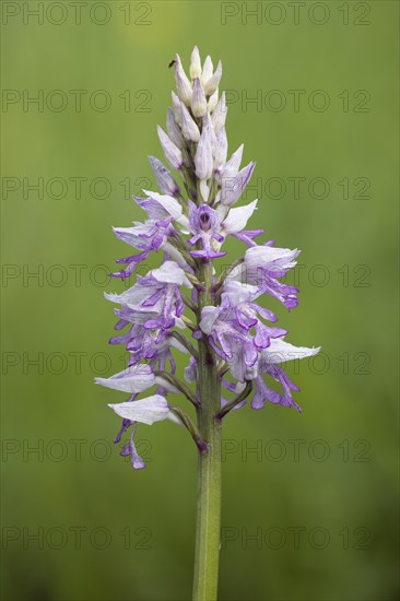 Military orchid
