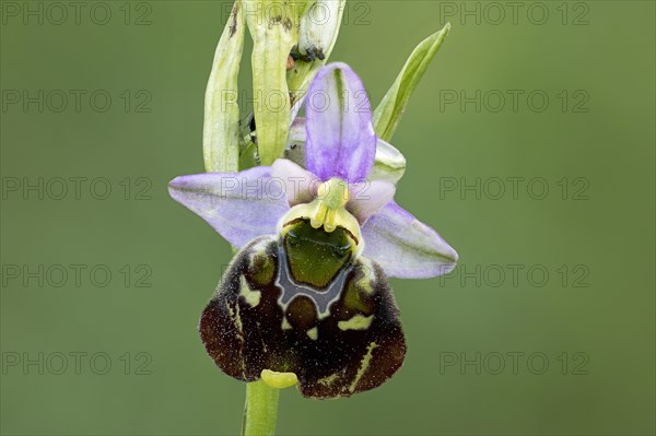 Bumblebee orchid