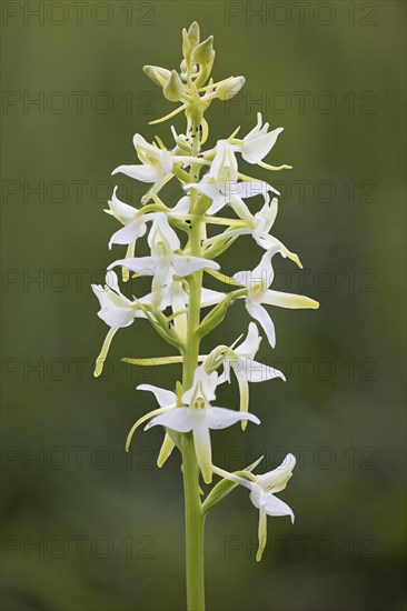 Greenish Forest Hyacinth