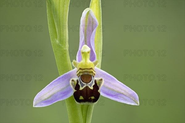 Bee orchid