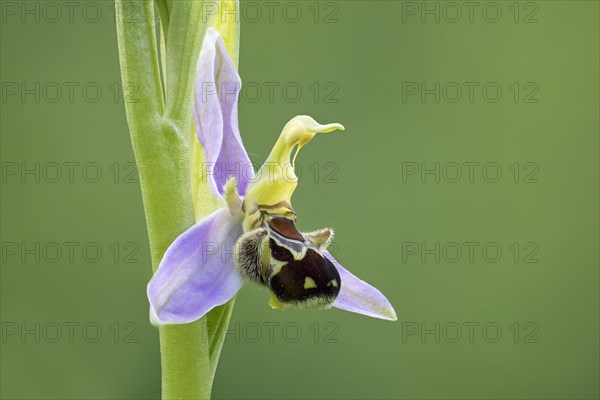 Bee orchid