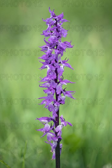 Orchis mascula Male orchid