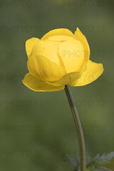 Globeflower