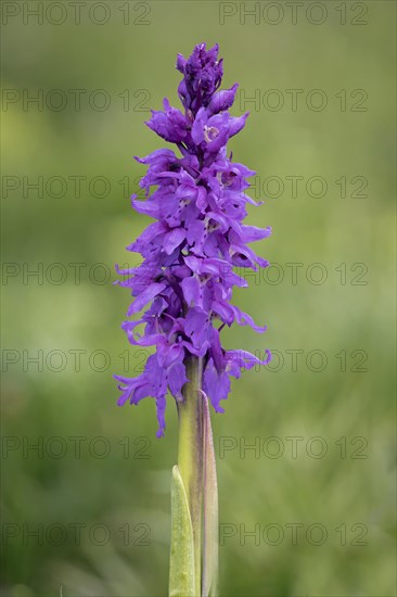 Orchis mascula Male orchid