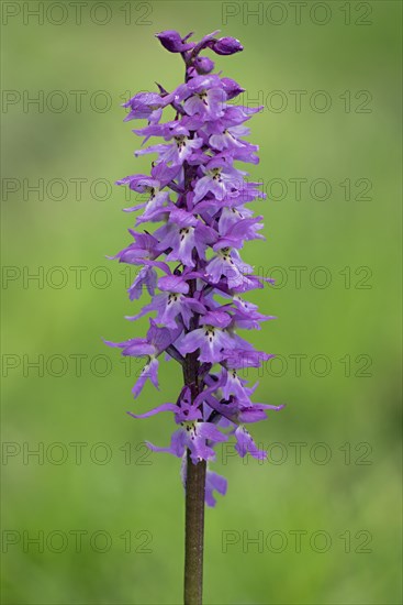 Orchis mascula Male orchid