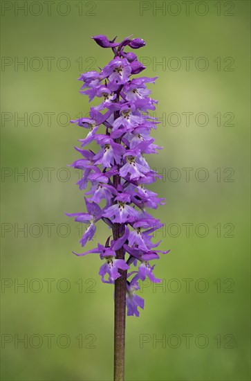 Orchis mascula Male orchid