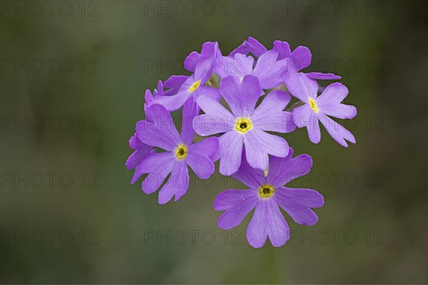 Flour primrose