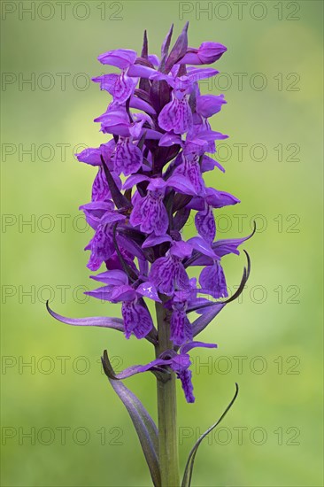 Broad-leaved orchid