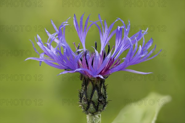 Mountain knapweed